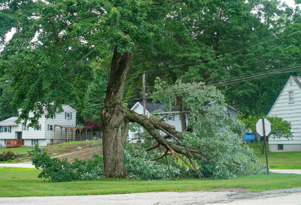 Best Tree Disease Treatment  in Clinton, LA