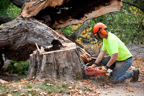 Best Tree Health Inspection  in Clinton, LA