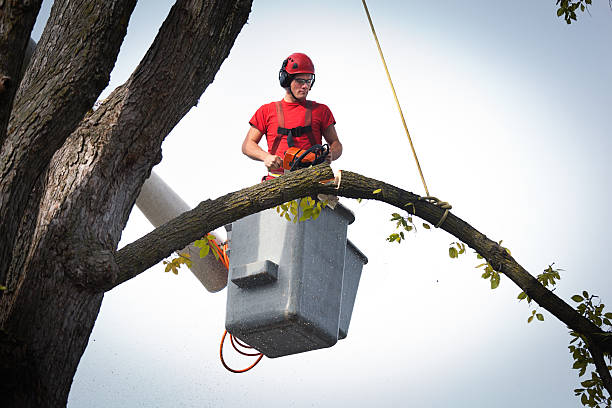 Best Storm Damage Tree Cleanup  in Clinton, LA